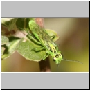 Rhogogaster sp - Gruene Blattwespe 01a.jpg